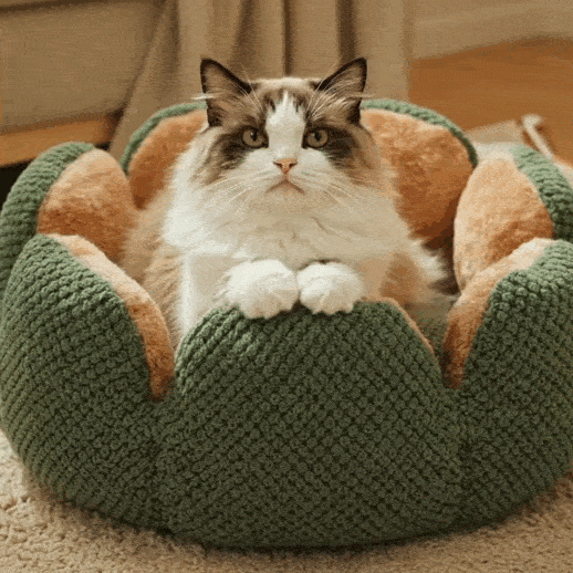 Panier pour chat Pétal'Cactus
