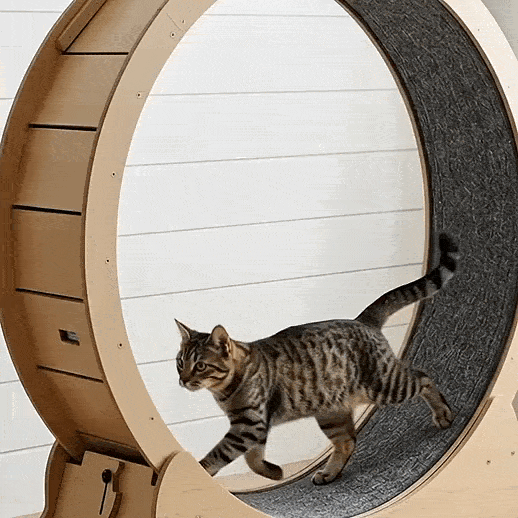 Roue pour chat XL — Le tapis de course silencieux en bois
