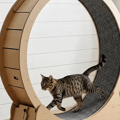 Roue pour chat XL — Le tapis de course silencieux en bois
